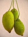 Three hanging kamansi fruits