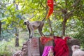 Hanuman langurs stand on a reliquary Royalty Free Stock Photo