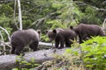 Three happy bears on a tree