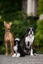 Three happy dogs: Boxer, Pharaoh Hound, Chinese Crested on the streets Royalty Free Stock Photo