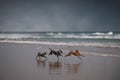 Three happy dogs playing on beach Royalty Free Stock Photo