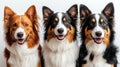 Three happy dogs sitting side by side against a white background Royalty Free Stock Photo