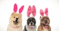 Three happy dogs wearing easter bunny ears and bow ties