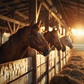 Three Happy Horses with Ears Forward Looking Out of Their Stalls in Beautiful Modern Stable. Equestrian Barn Life Theme. Royalty Free Stock Photo