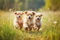 Three Happy Puppies Playing in a Sunny Meadow