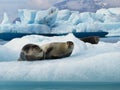 Three Happy Smiling Harbour Seals Chilling on Iceberg in Iceland Royalty Free Stock Photo