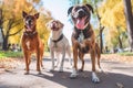 Three happy Staffordshire bull terrier dogs during a walk in city park. Generative AI