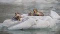 Three harbor seals float on a chunk of ice in Alaska
