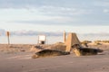 Three Harbour seals, Phoca vitulina, resting on the beach. Early morning at Grenen, Denmark Royalty Free Stock Photo