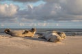 Three Harbour seals, Phoca vitulina, resting on the beach. Early morning at Grenen, Denmark