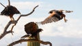 Three Harris Hawks interact in the desert of Southern Arizona, USA Royalty Free Stock Photo