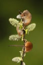 Three Harvest mouse sat on a hawthorn branch Royalty Free Stock Photo