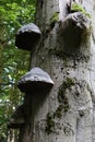 Three hats of Tinder Fungus parasitic fungal pathogen, latin name Fomes fomentarius, growing from beech tree trunk. Royalty Free Stock Photo