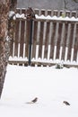 Three hawfinch birds feeding. Winter time. Royalty Free Stock Photo