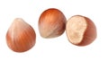 Three hazel nuts isolated