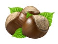 Three hazelnut isolated closeup in shell with leaf as package design elements. Fresh filbert on white background. 3 Nut macro. Royalty Free Stock Photo