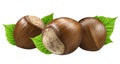 Three hazelnut isolated closeup in shell with leaf as package design elements. Fresh organic filbert on white background.Nut macro