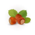 Three hazelnuts with leaves on a white background. Vector illustration Royalty Free Stock Photo