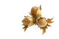 Three hazelnuts in a nutshell on white background