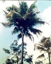 Three head cocunut tree