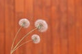 Three head of white dandelion on wooden background