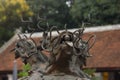 Three headed dragon made of bronze with glass ball in their mouth on the top of the antique incense burner at Temple of Literature Royalty Free Stock Photo