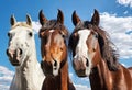 Three heads of horses of different colors on the background of the blue sky