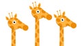 Three heads and neck giraffes