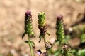 Three Heal all or Prunella vulgaris plants with clublike square whirled cluster of partially open two lipped tubular purple Royalty Free Stock Photo