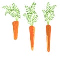 Three healthy carrots from vegetable garden. Raw food diet.