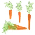 Three healthy carrots from vegetable garden. Raw food diet.