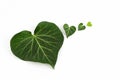 Three heart-shaped green ivy leaves staggered side by side Royalty Free Stock Photo