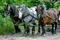 Three heavy horses Royalty Free Stock Photo