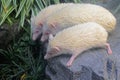 Three hedgehogs are looking for food in the bushes.