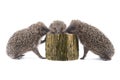 Three hedgehogs near hemp tree isolated on a white