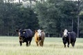 Three heifers in a pasture at sunset Royalty Free Stock Photo