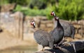 Three Helmeted Guineafowls on Wooden Set Royalty Free Stock Photo