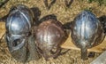 Three helmets with nose protection as worn by medieval knights in the Middle Ages Royalty Free Stock Photo