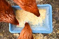 Three hens eating corn