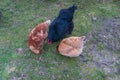 Three hens feeding on grain. View from above