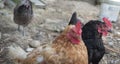 Three hens with red crests