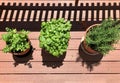 Three herbs, parsley, basil, and rosemary, in pots Royalty Free Stock Photo