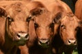 Three Hereford Cows Look Into The Camera