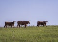 Three Hereford Cows