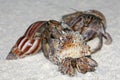 Three hermit crabs