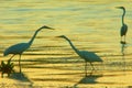 Three herons