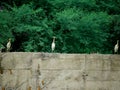 Three Herons bird seating together upon wall structure behind green tree leaves