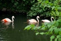 Three herons rose swim in the pond in the zoo in Berlin in Germany