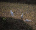 three herons sitting in the grass