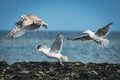 Three herring gulls (Larus argentatus) flying on the seashore on a sunny day Royalty Free Stock Photo